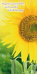 Sonnenblume
