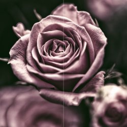 Rose altrosa DUO