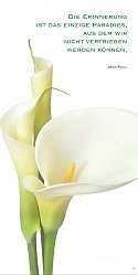 Calla 3