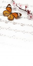 Schmetterling Noten