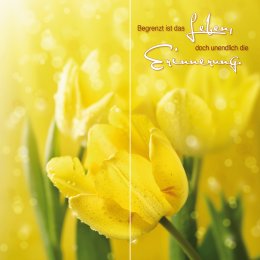 Gelbe Tulpen DUO