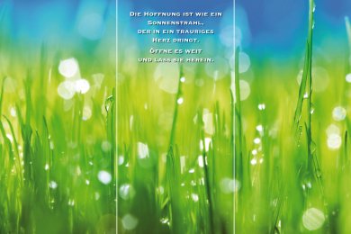 Gräser im Licht TRIO