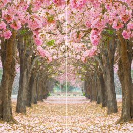 Kirschblütenallee DUO