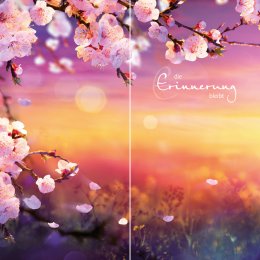 Kirschblüte im Sonnenlicht DUO