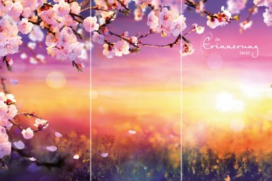 Kirschblüte im Sonnenlicht