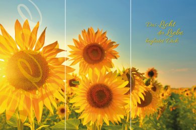 Sonnenblumen TRIO