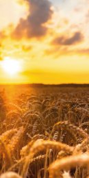 Ähren im Sonnenuntergang