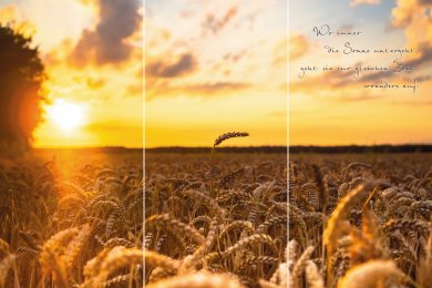Ähren im Sonnenuntergang TRIO