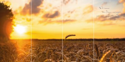 Ähren im Sonnenuntergang QUADRO