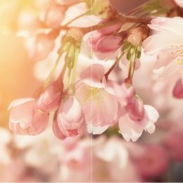 Frühlingserwachen DUO