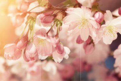 Frühlingserwachen TRIO