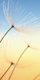 Pusteblume im Sonnenlicht