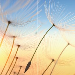 Pusteblume im Sonnenlicht DUO