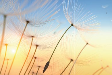 Pusteblume im Sonnenlicht TRIO
