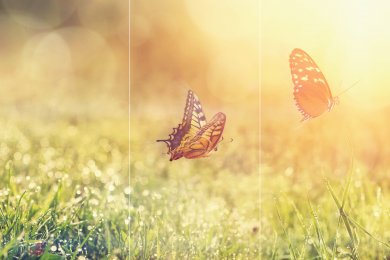 Schmetterlinge 2 TRIO