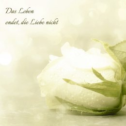 Weiße Rose - Grün
