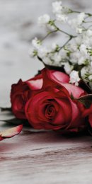 Rose mit Schleierkraut