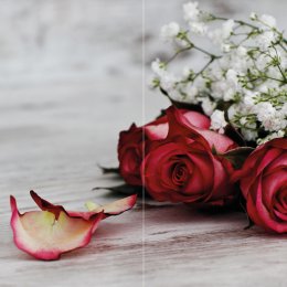 Rose mit Schleierkraut