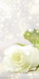 Weiße Rose mit Lichtern