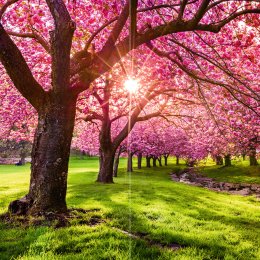 Kirschblütenwiese DUO