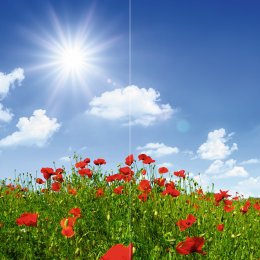 Mohnblumen-Wiese 1 DUO