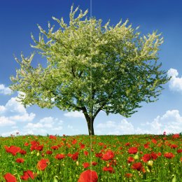 Mohnblumen-Wiese 2 DUO