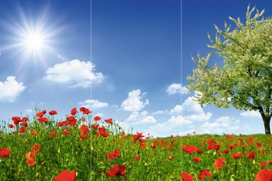 Mohnblumen-Wiese_TRIO