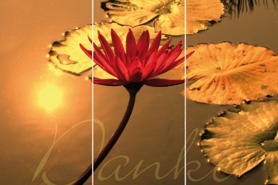 Rote Seerose TRIO © € 1490,-