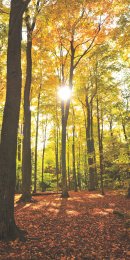 Waldlichtung 2 © € 490,-