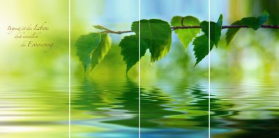 Birkenblätter QUADRO